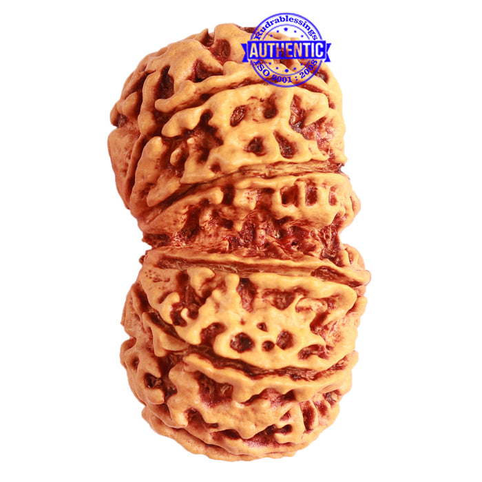 Gaurishanker Nepalese Rudraksha Bead No. - 247