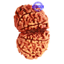 Load image into Gallery viewer, Gaurishanker Nepalese Rudraksha Bead No. - 248
