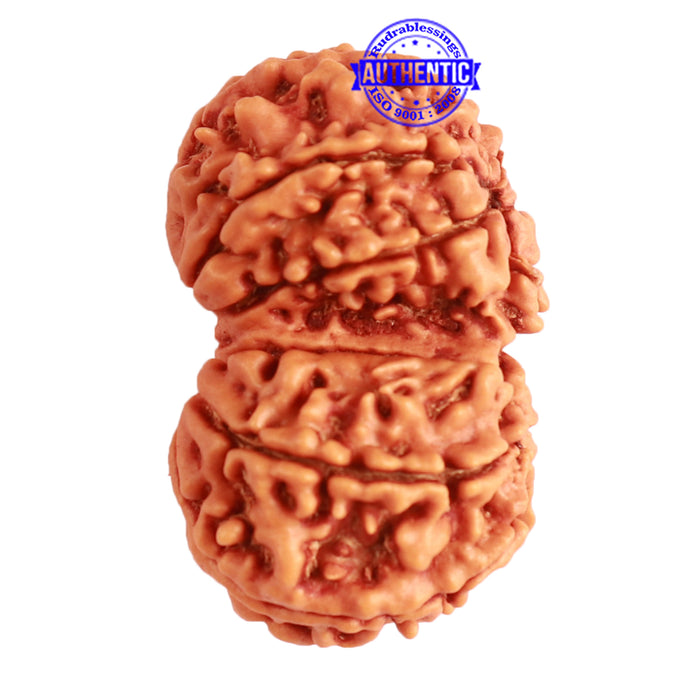Gaurishanker Nepalese Rudraksha Bead No. - 249