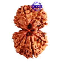 Load image into Gallery viewer, Gaurishanker Nepalese Rudraksha Bead No. - 192
