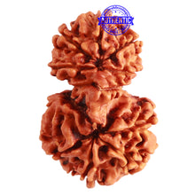 Load image into Gallery viewer, Gaurishanker Nepalese Rudraksha Bead No. - 193
