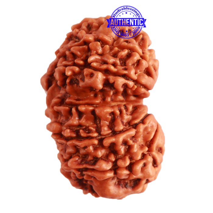 Gaurishanker Nepalese Rudraksha Bead No. - 194