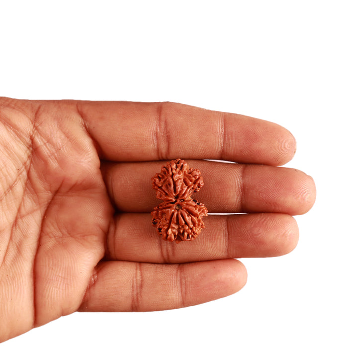 Gaurishanker Nepalese Rudraksha Bead No. - 195