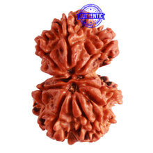 Load image into Gallery viewer, Gaurishanker Nepalese Rudraksha Bead No. - 195
