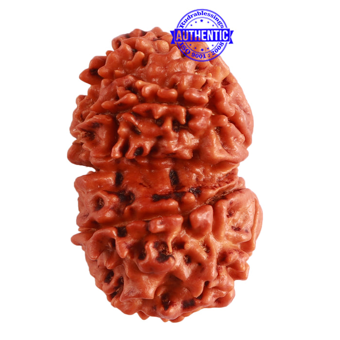 Gaurishanker Nepalese Rudraksha Bead No. - 195