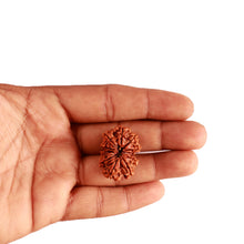 Load image into Gallery viewer, Gaurishanker Nepalese Rudraksha Bead No. - 196
