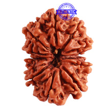 Load image into Gallery viewer, Gaurishanker Nepalese Rudraksha Bead No. - 196
