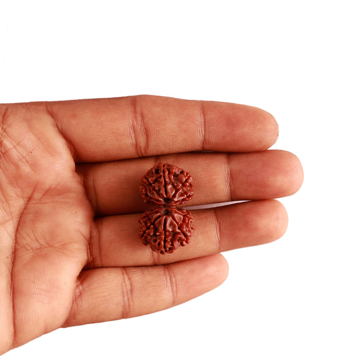 Gaurishanker Nepalese Rudraksha Bead No. - 197