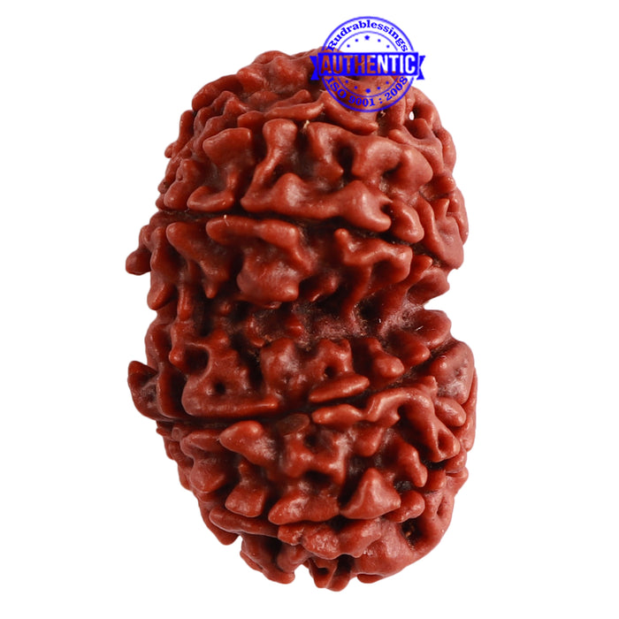Gaurishanker Nepalese Rudraksha Bead No. - 197