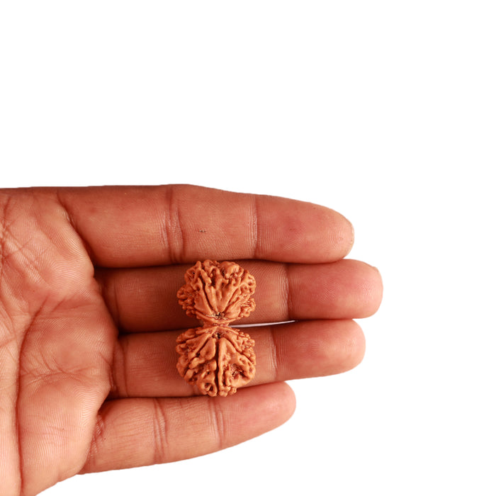 Gaurishanker Nepalese Rudraksha Bead No. - 199