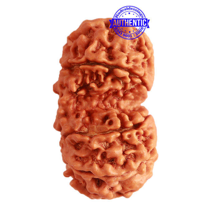 Gaurishanker Nepalese Rudraksha Bead No. - 199