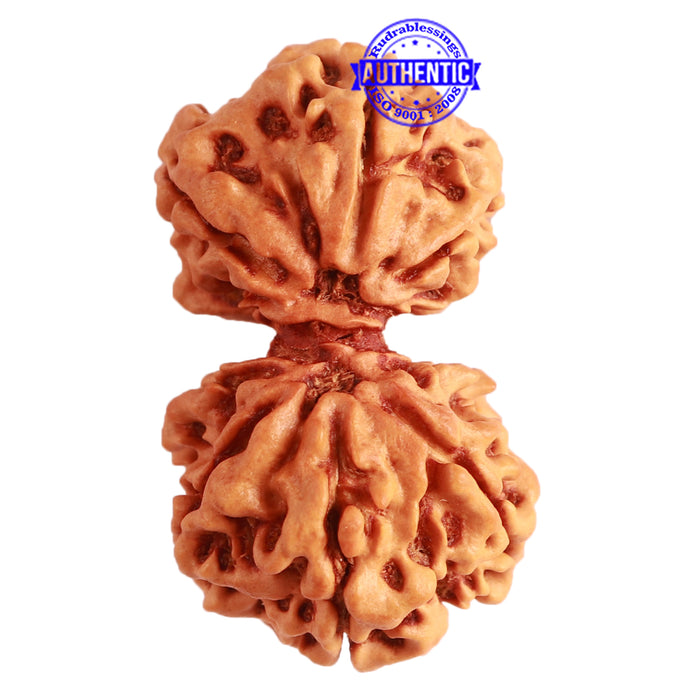 Gaurishanker Nepalese Rudraksha Bead No. - 200
