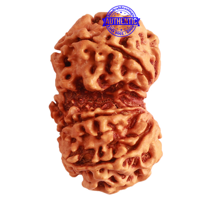 Gaurishanker Nepalese Rudraksha Bead No. - 200
