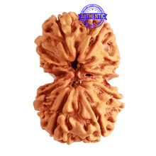 Load image into Gallery viewer, Gaurishanker Nepalese Rudraksha Bead No. - 201
