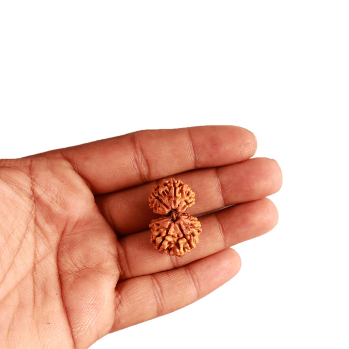 Gaurishanker Nepalese Rudraksha Bead No. - 202