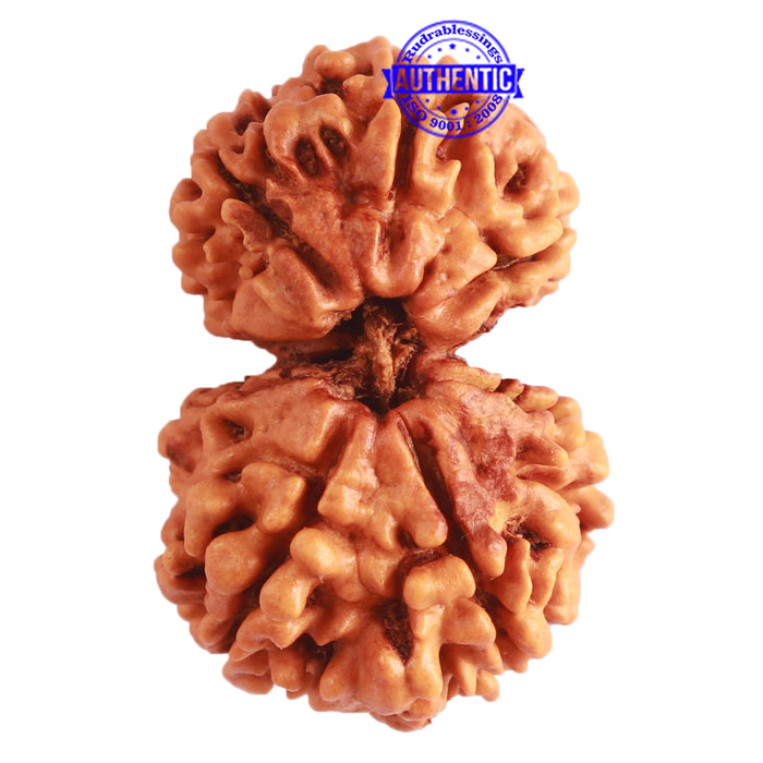 Gaurishanker Nepalese Rudraksha Bead No. - 202
