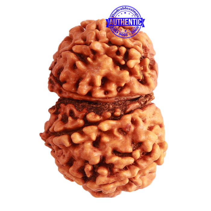 Gaurishanker Nepalese Rudraksha Bead No. - 202