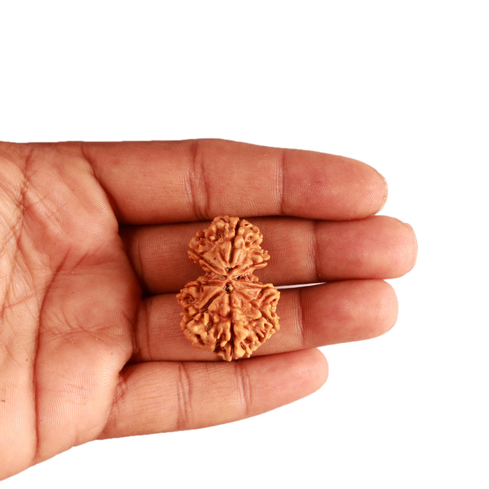 Gaurishanker Nepalese Rudraksha Bead No. - 203