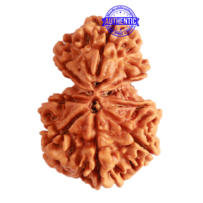 Gaurishanker Nepalese Rudraksha Bead No. - 203