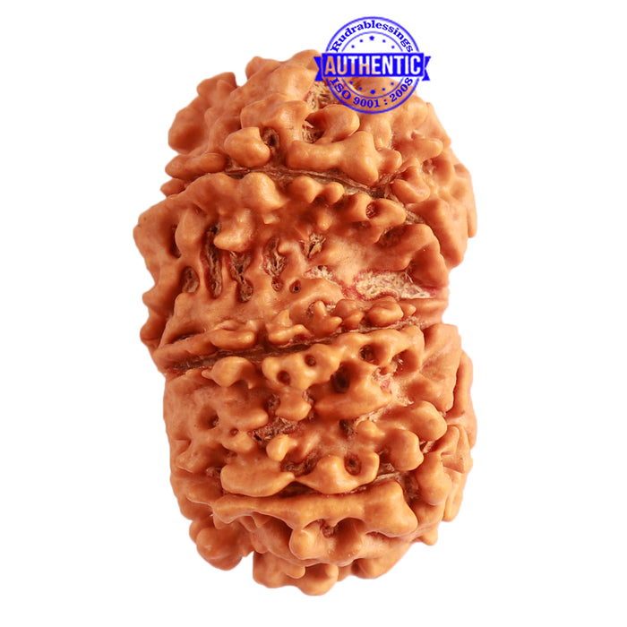 Gaurishanker Nepalese Rudraksha Bead No. - 203