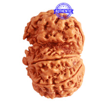 Load image into Gallery viewer, Gaurishanker Nepalese Rudraksha Bead No. - 204
