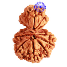 Load image into Gallery viewer, Gaurishanker Nepalese Rudraksha Bead No. - 205
