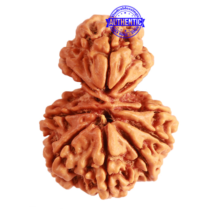 Gaurishanker Nepalese Rudraksha Bead No. - 205