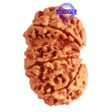 Load image into Gallery viewer, Gaurishanker Nepalese Rudraksha Bead No. - 205
