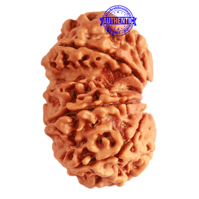 Gaurishanker Nepalese Rudraksha Bead No. - 205