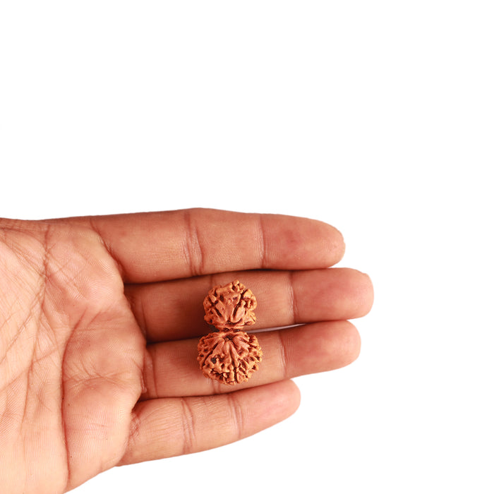 Gaurishanker Nepalese Rudraksha Bead No. - 206