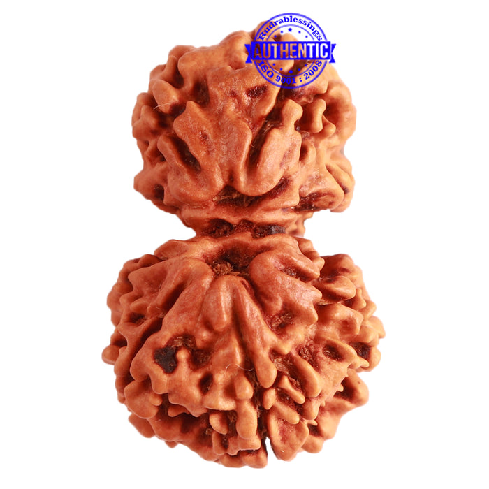 Gaurishanker Nepalese Rudraksha Bead No. - 206