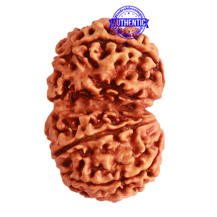 Gaurishanker Nepalese Rudraksha Bead No. - 206
