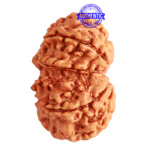 Load image into Gallery viewer, Gaurishanker Nepalese Rudraksha Bead No. - 207
