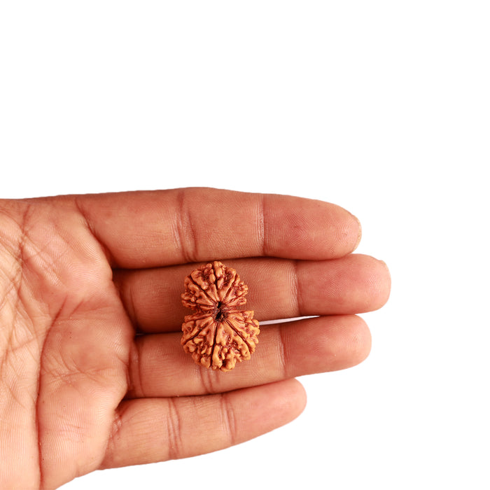 Gaurishanker Nepalese Rudraksha Bead No. - 208