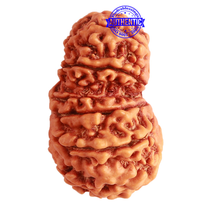 Gaurishanker Nepalese Rudraksha Bead No. - 208