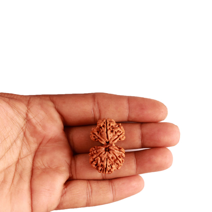 Gaurishanker Nepalese Rudraksha Bead No. - 209