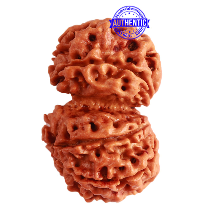 Gaurishanker Nepalese Rudraksha Bead No. - 209
