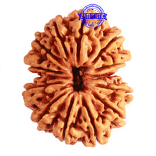 Load image into Gallery viewer, Gaurishanker Nepalese Rudraksha Bead No. - 210
