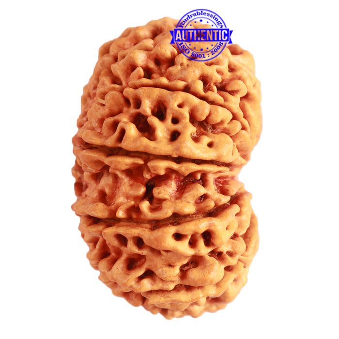 Gaurishanker Nepalese Rudraksha Bead No. - 210