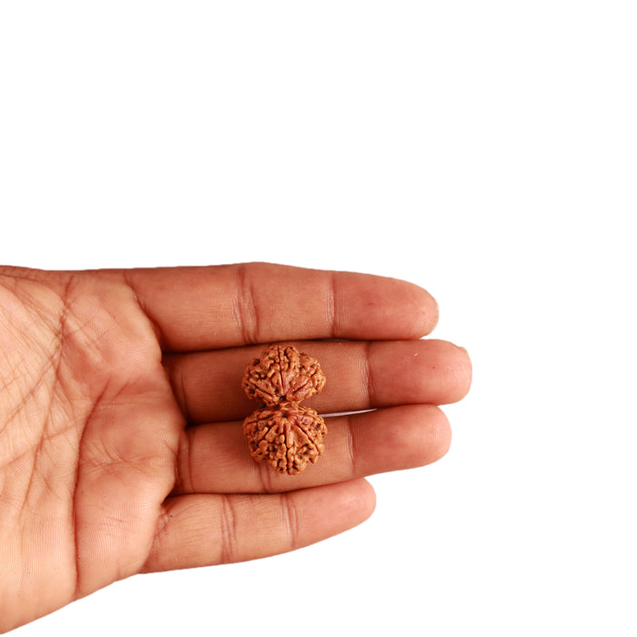 Gaurishanker Nepalese Rudraksha Bead No. - 211