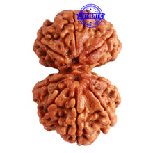 Load image into Gallery viewer, Gaurishanker Nepalese Rudraksha Bead No. - 211
