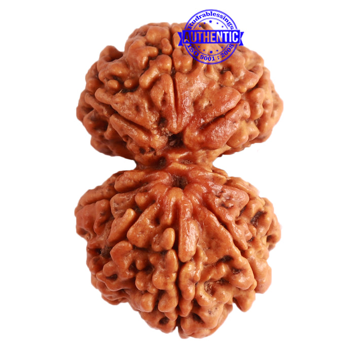 Gaurishanker Nepalese Rudraksha Bead No. - 211