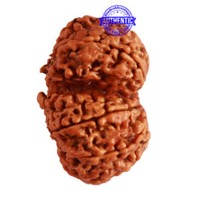 Load image into Gallery viewer, Gaurishanker Nepalese Rudraksha Bead No. - 211
