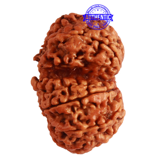 Gaurishanker Nepalese Rudraksha Bead No. - 211