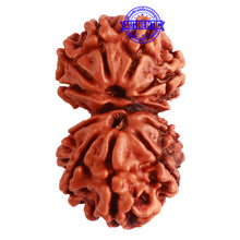 Load image into Gallery viewer, Gaurishanker Nepalese Rudraksha Bead No. - 212
