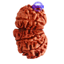 Load image into Gallery viewer, Gaurishanker Nepalese Rudraksha Bead No. - 212
