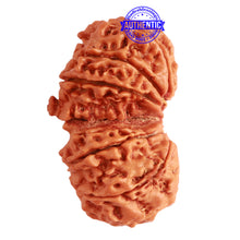 Load image into Gallery viewer, Gaurishanker Nepalese Rudraksha Bead No. - 218
