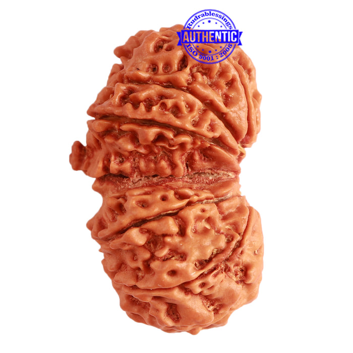 Gaurishanker Nepalese Rudraksha Bead No. - 218