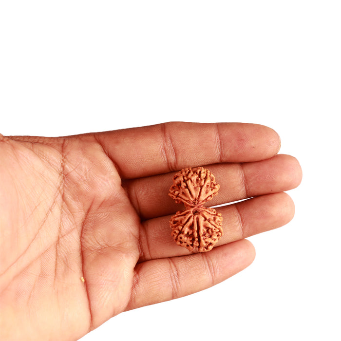 Gaurishanker Nepalese Rudraksha Bead No. - 219