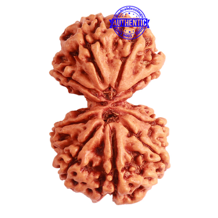 Gaurishanker Nepalese Rudraksha Bead No. - 219